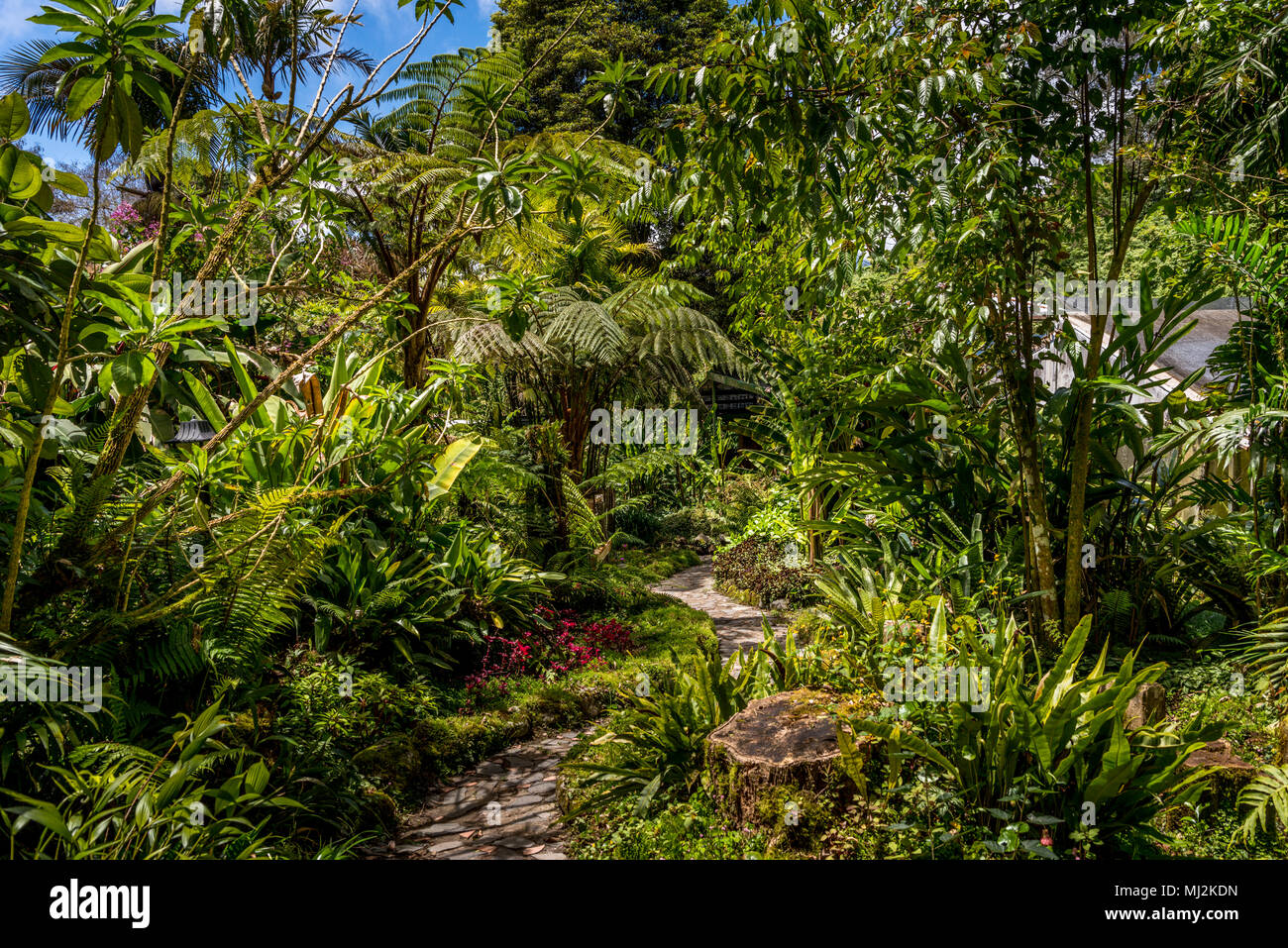 Un lussureggiante giardino tropicale a Dracula la fattoria delle orchidee in Panama Foto Stock