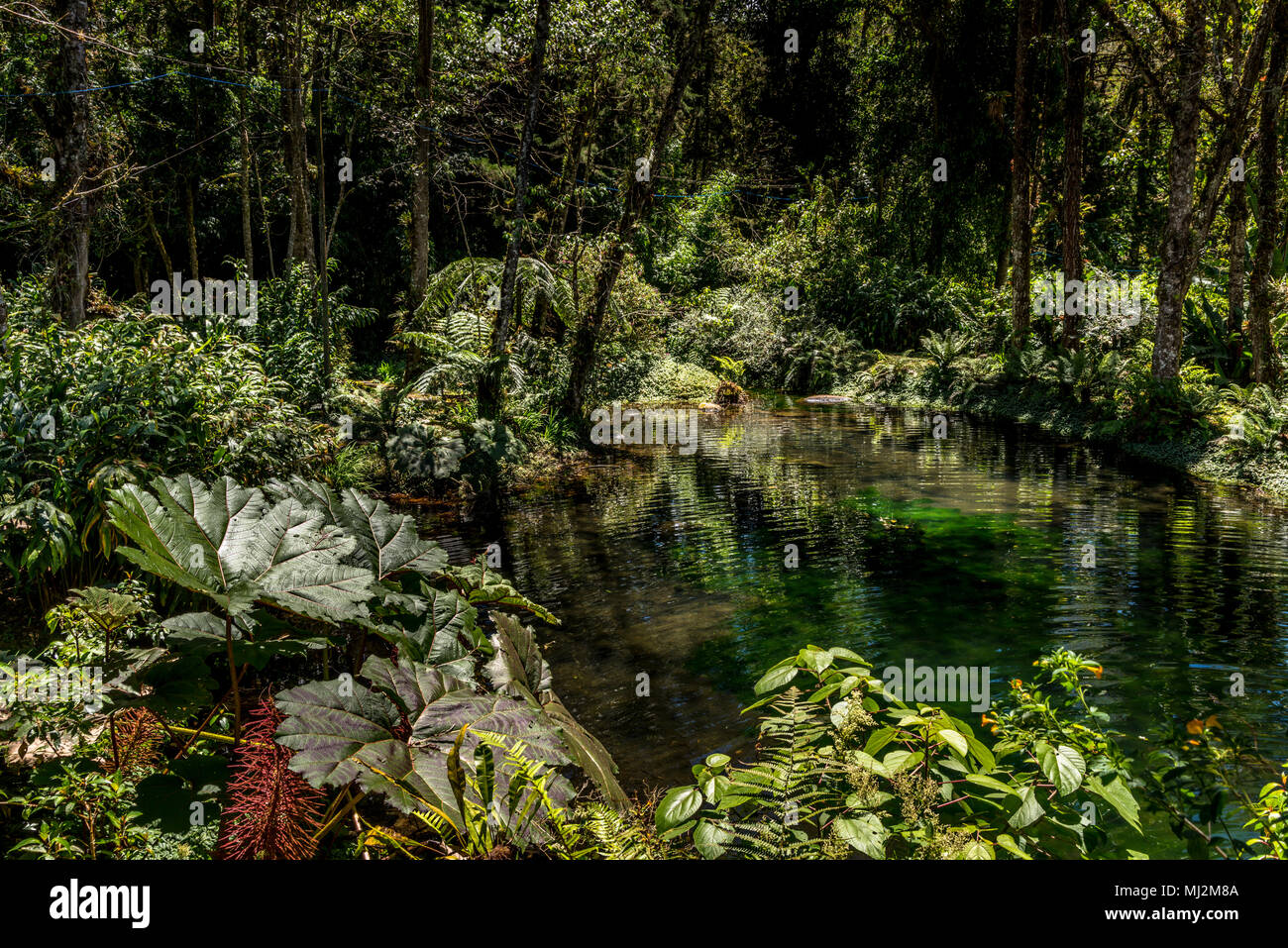 Un lussureggiante giardino tropicale a Dracula la fattoria delle orchidee in Panama Foto Stock