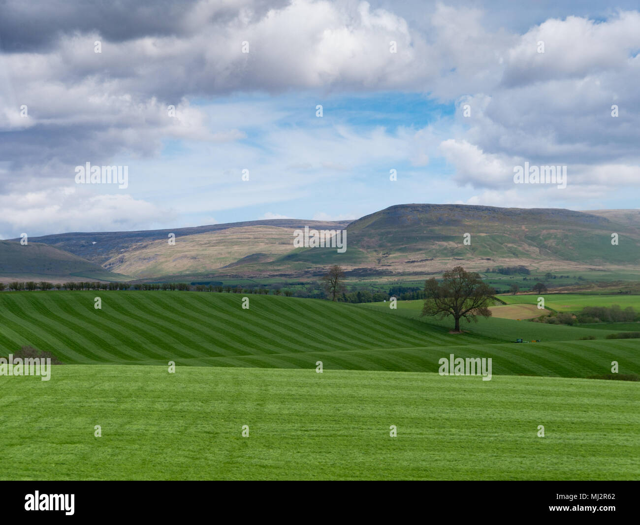 Stripped laminati i campi di erba in una fattoria nel distretto del lago, Cumbria, Regno Unito Foto Stock