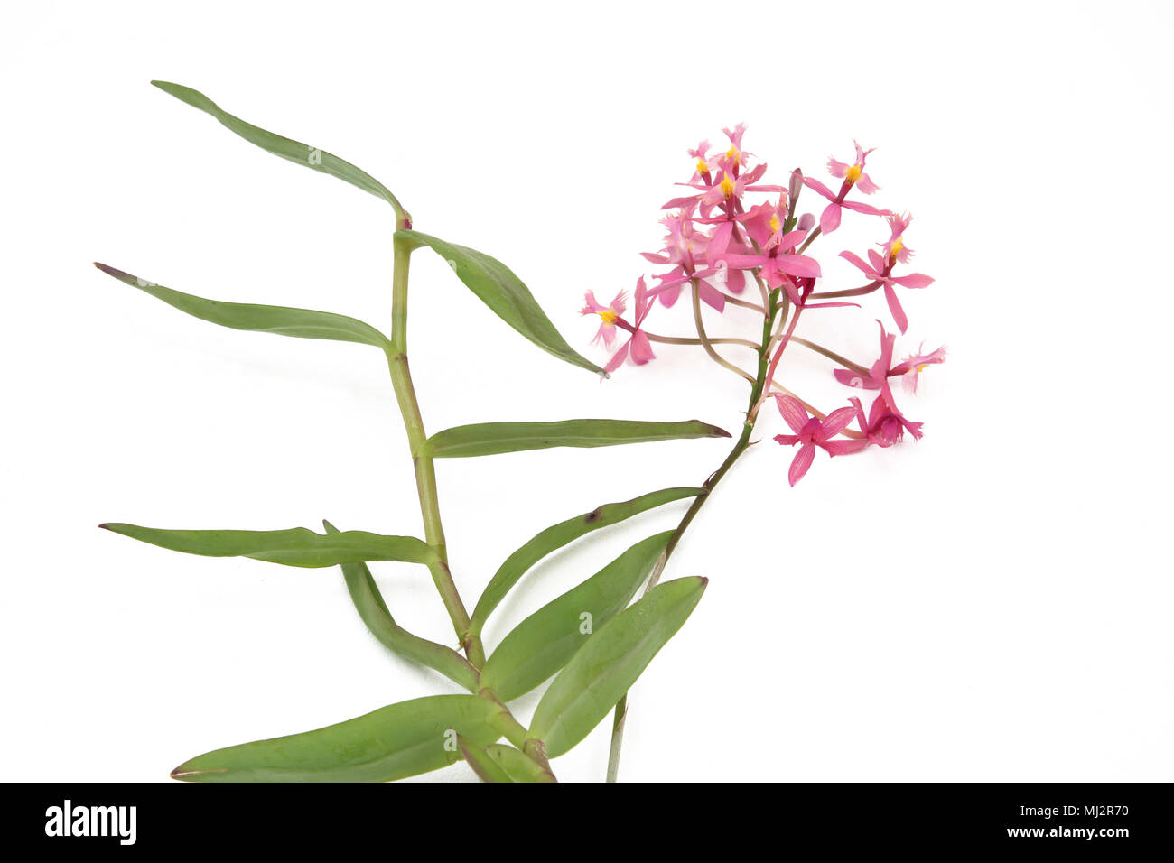 Crocifisso orchidee ( Epidendrum Secundum) Foto Stock