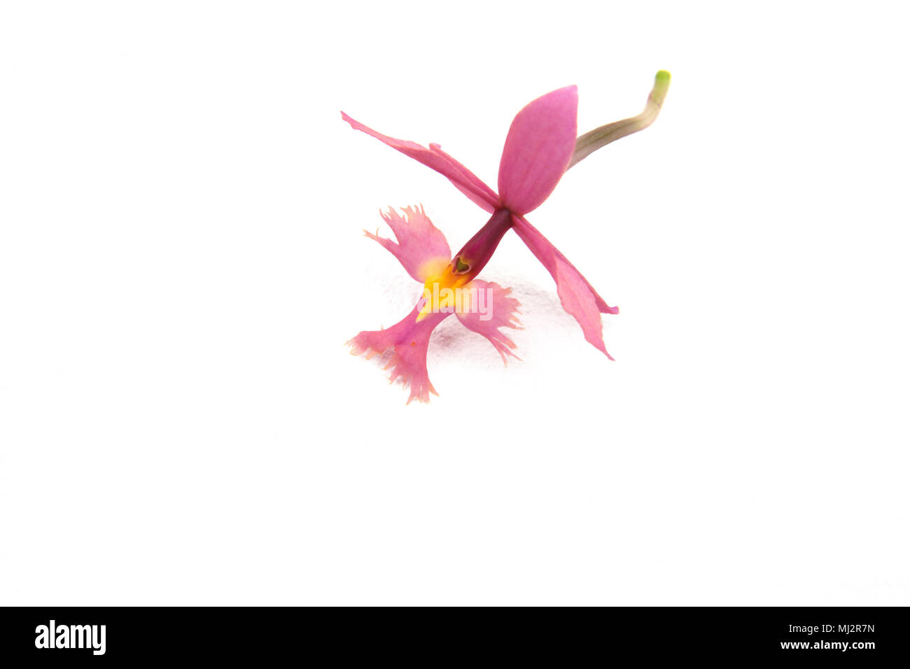 Crocifisso orchidee ( Epidendrum Secundum) Foto Stock