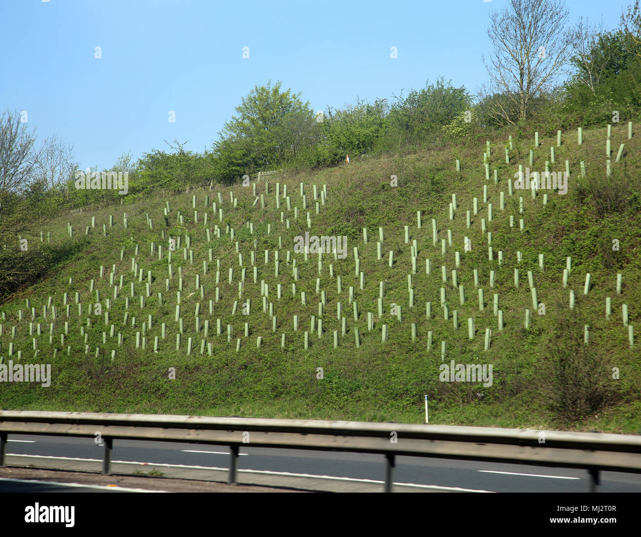La piantumazione di alberi dal lato della M25 Inghilterra Foto Stock