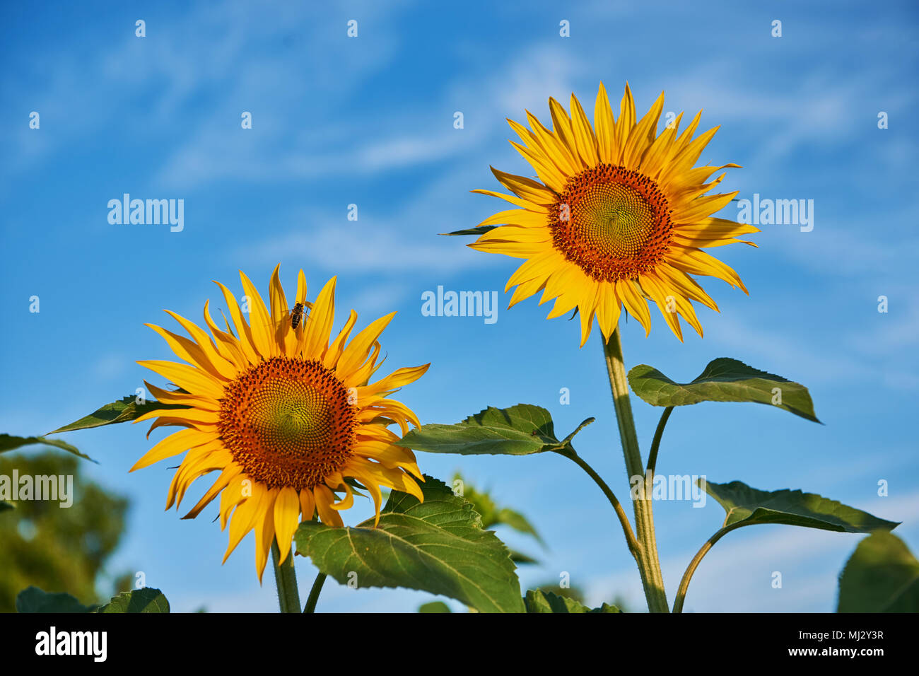 Fiori di girasole fotografato in estate con un cielo blu in background Foto Stock