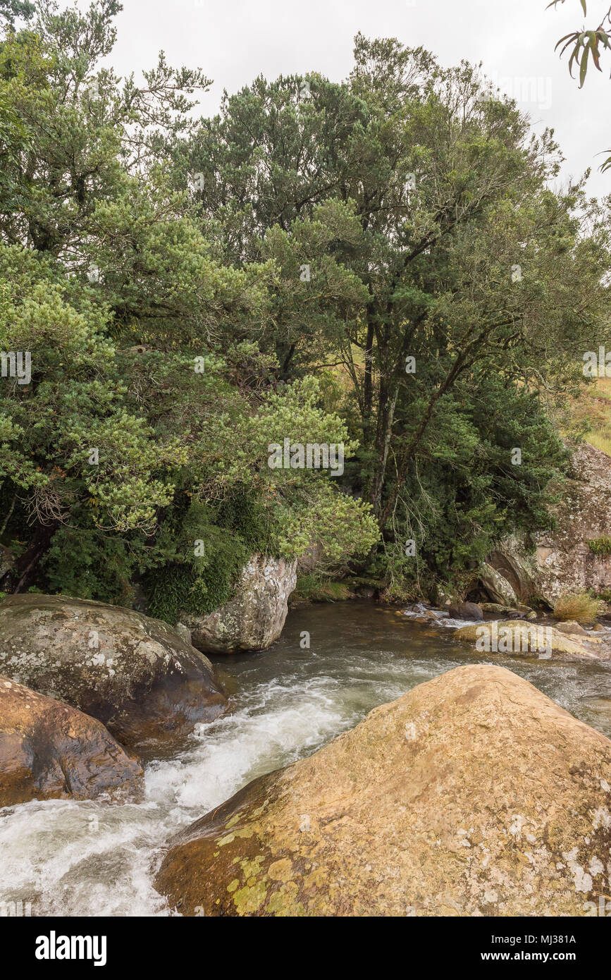 Il Sterkspruit (forte corrente) sopra la cascata Sterkspruit vicino a monaci cruscotto in Kwazulu-Natal Drakensberg Foto Stock