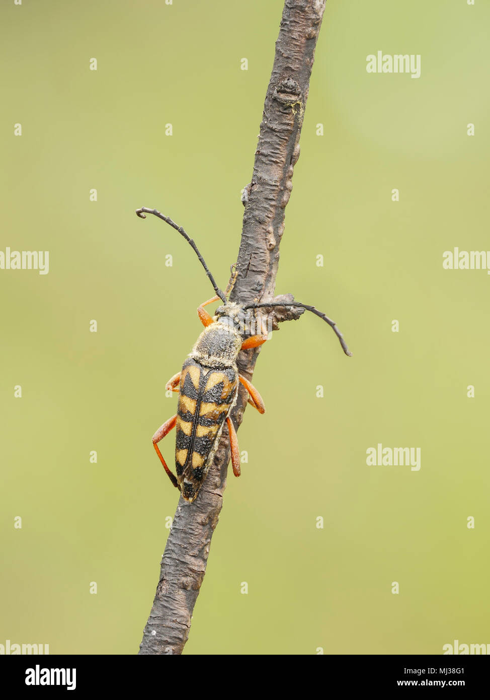 Una zebra Longhorn (Typocerus zebra) beetle posatoi sulla sua notte roost nelle prime ore del mattino. Foto Stock