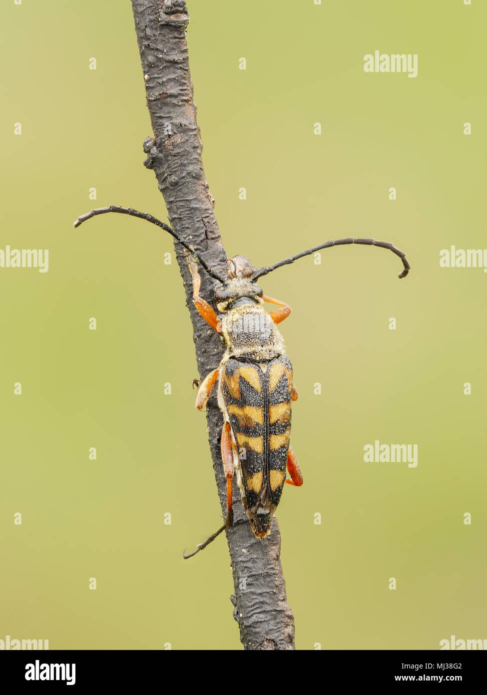 Una zebra Longhorn (Typocerus zebra) beetle posatoi sulla sua notte roost nelle prime ore del mattino. Foto Stock