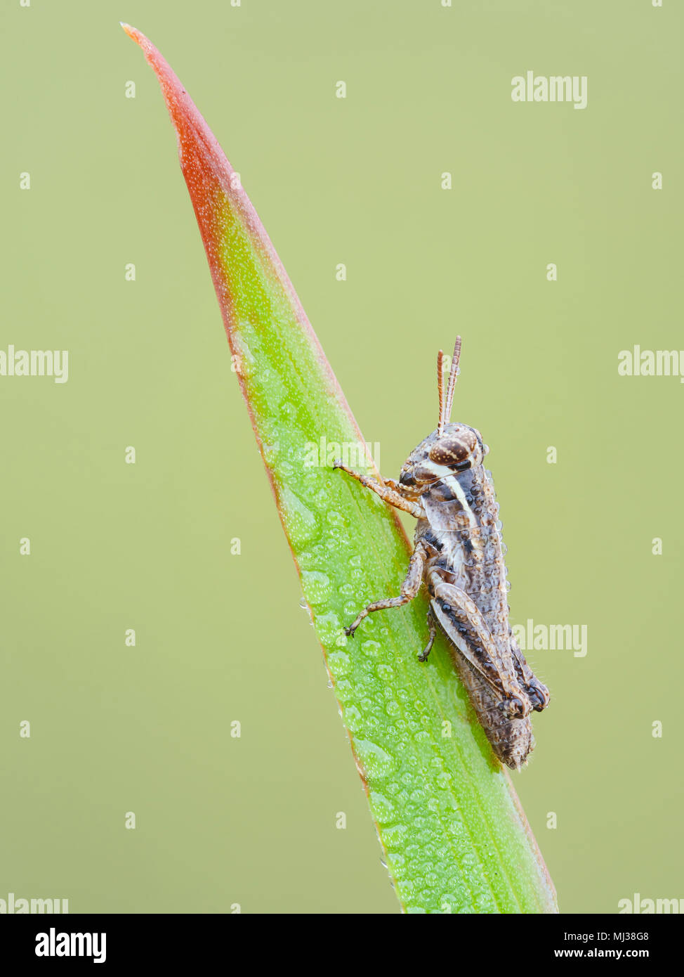 Una rugiada-coperta Spur-throated Grasshopper (Paroxya sp.) ninfa perches su una lama di erba nell'aria fredda di mattina presto. Foto Stock