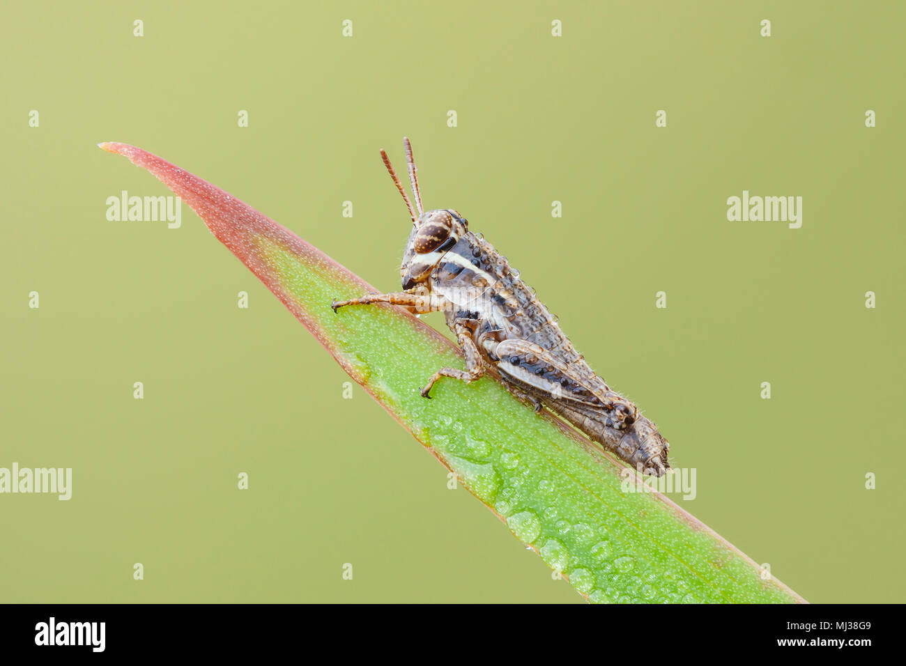 Una rugiada-coperta Spur-throated Grasshopper (Paroxya sp.) ninfa perches su una lama di erba nell'aria fredda di mattina presto. Foto Stock