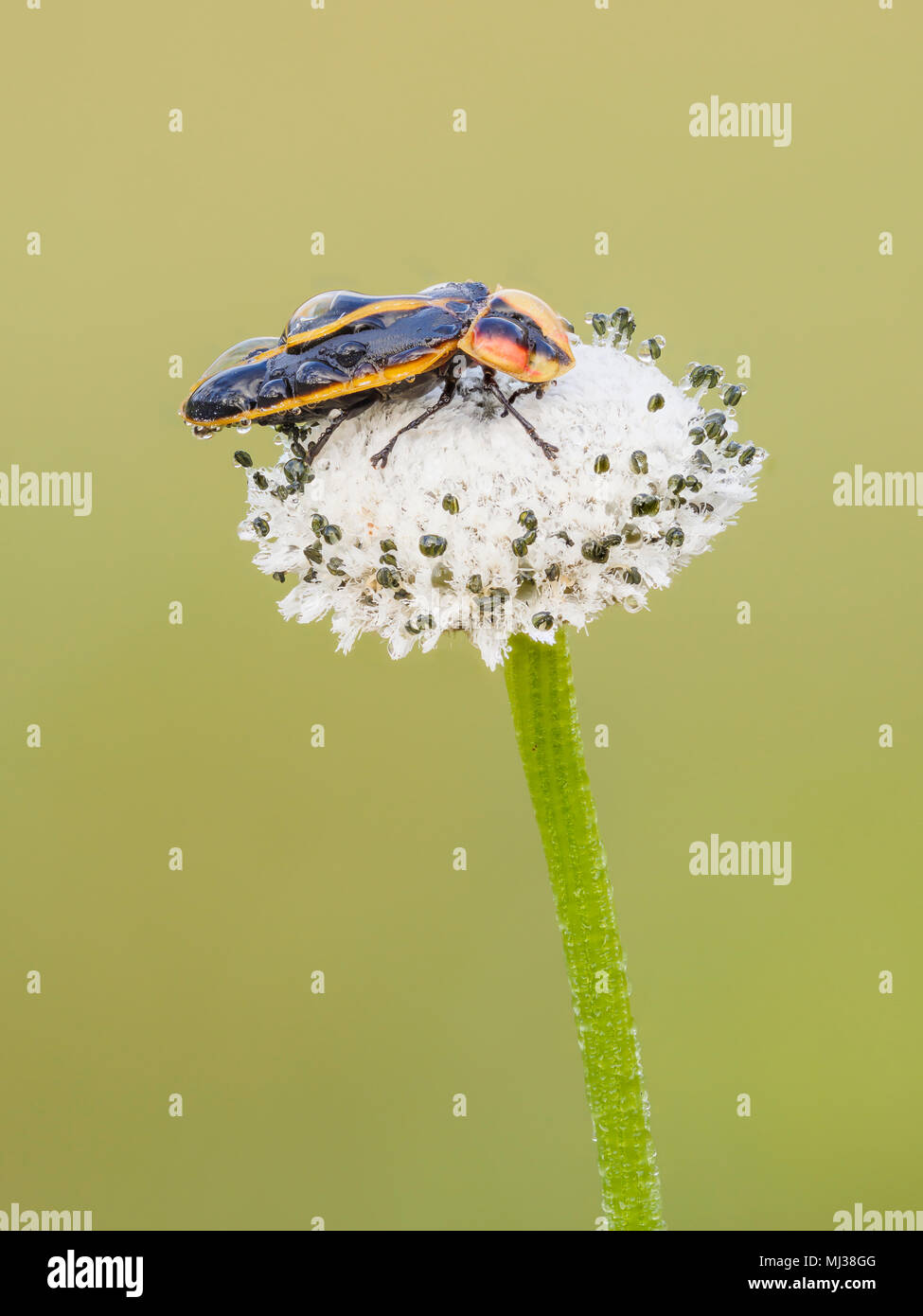 Una coperta di rugiada la lucciola (Pyractomena ecostata) posatoi su un Pipewort appiattito (Eriocaulon compressum) infiorescenza nelle prime ore del mattino. Foto Stock