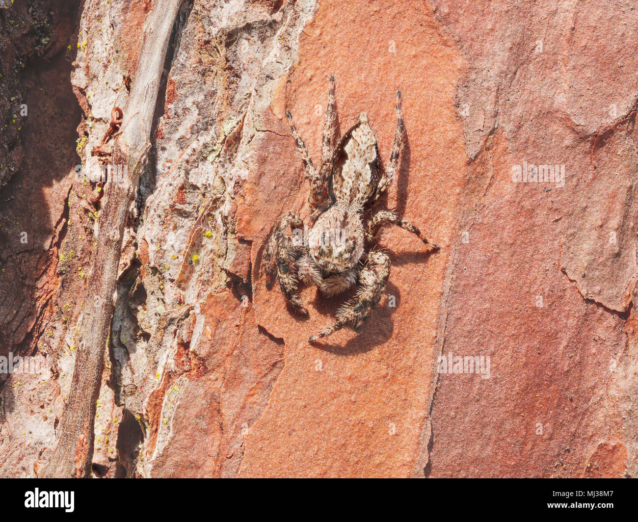 Una Jumping Spider (Platycryptus undatus) aderisce al lato di un peccio tree. Foto Stock