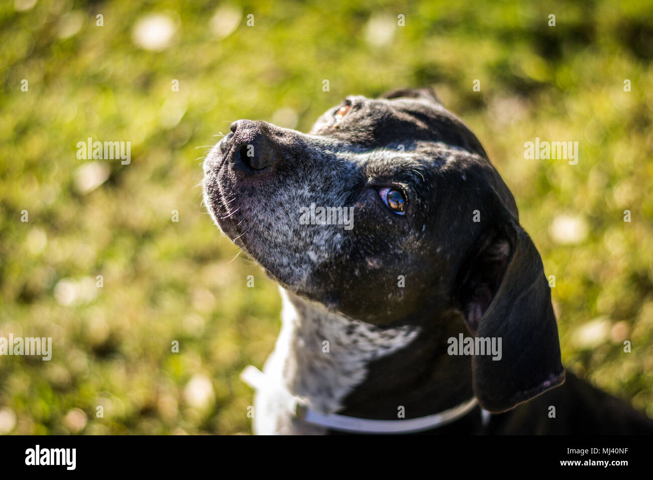 Paisley shelter cane. Foto Stock
