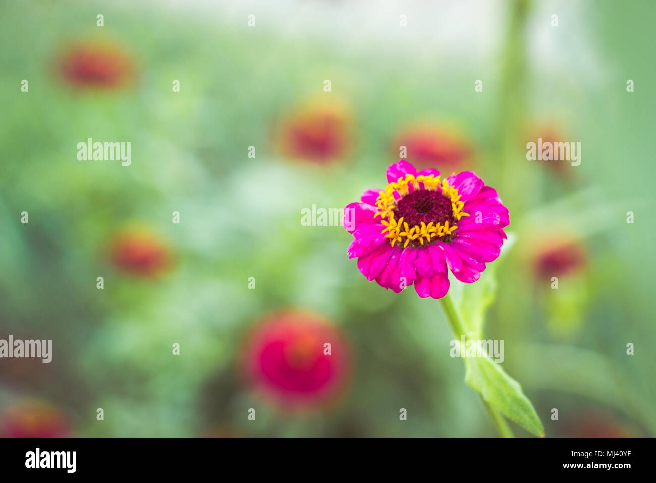Una bella rosa Zinnia spara verso il cielo. Foto Stock
