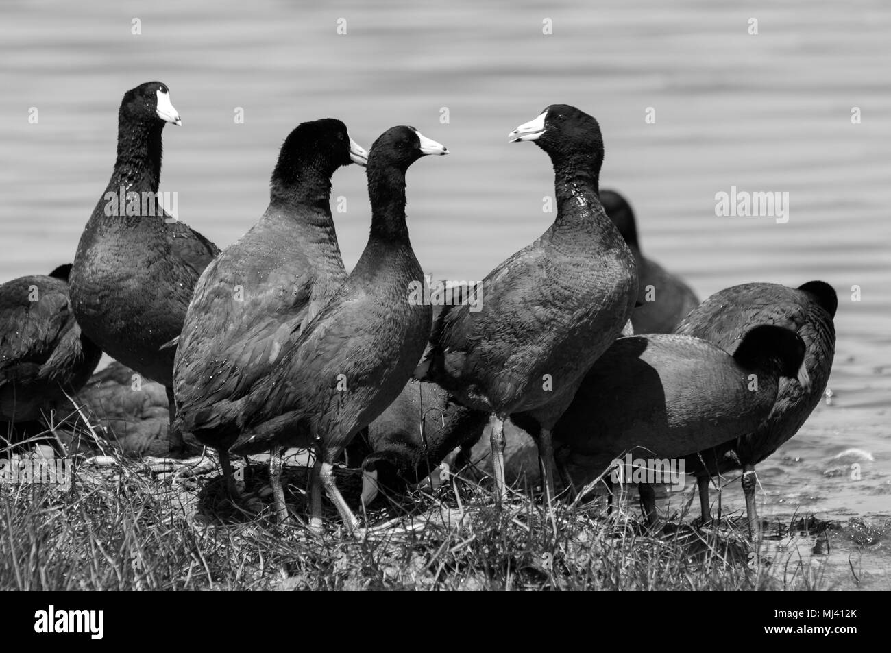 Una conversazione con American folaghe Foto Stock