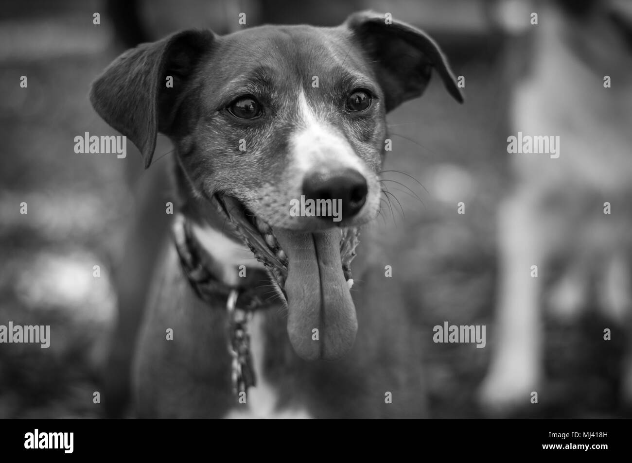Bianco e nero ritratto di molto felice cane. Foto Stock