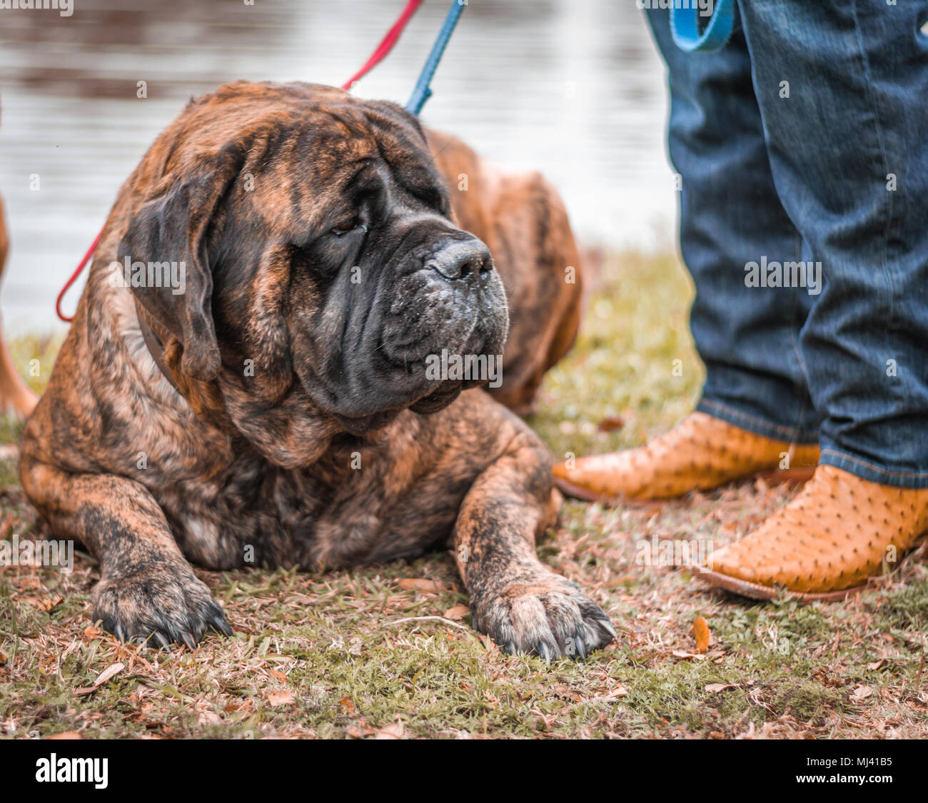 Giant mastiff riposa accanto all uomo stivali da cowboy. Foto Stock