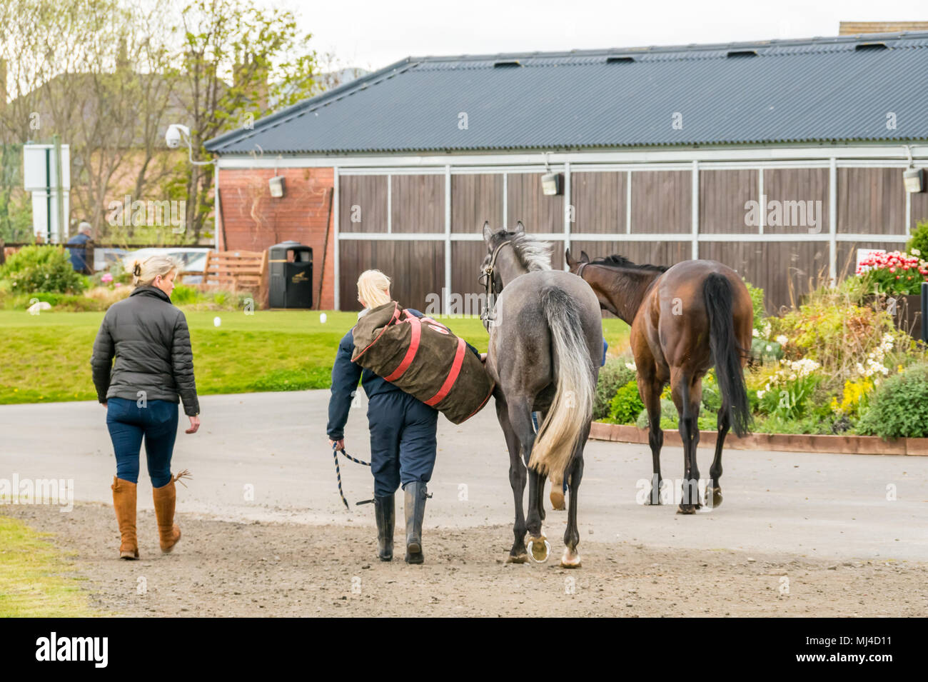 Musselburgh, Scozia, 4 maggio 2018. Musselburgh Race Course, Musselburgh, East Lothian, Scozia, Regno Unito. I cavalli da corsa al pomeriggio flat horse racing si incontrano. Le ragazze che portano i cavalli per il maneggio in preparazione per l'evento Foto Stock