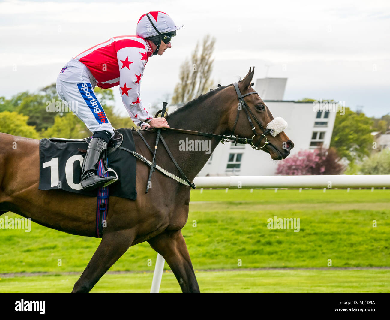 Musselburgh, Scozia, 4 maggio 2018. Musselburgh Race Course, Musselburgh, East Lothian, Scozia, Regno Unito. Una corsa di cavalli galoppa per la partenza al pomeriggio flat horse racing si incontrano. Horse 'Royal conoscitore' cavalcato da fantino Paolo Hanagan dall' Irlanda nell'3.10 Jackson Boyd Lawyers-More di Handicap Foto Stock