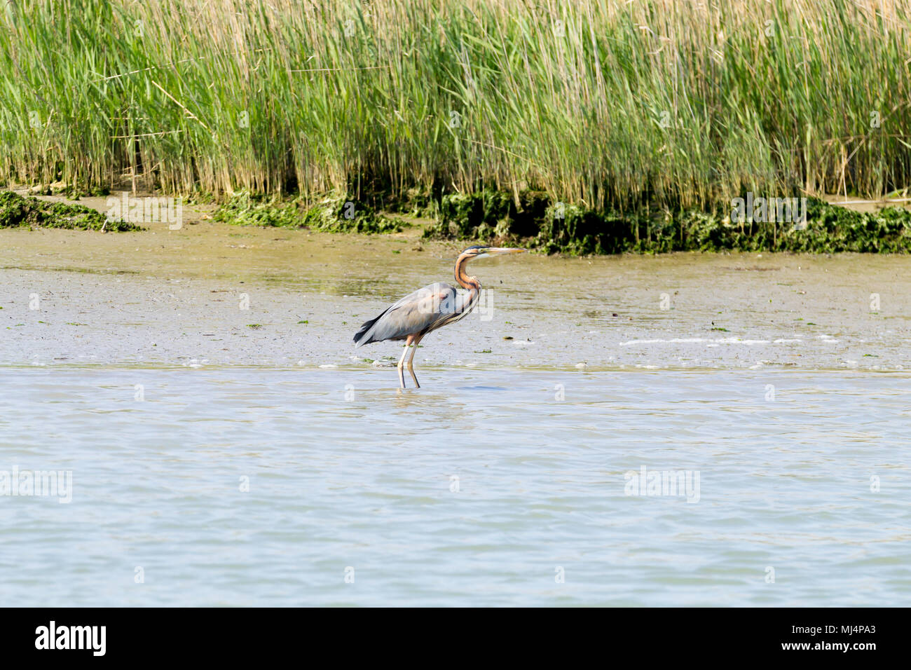 Airone rosso vicino fino dal fiume Po laguna, Italia. Per gli uccelli migratori. Natura italiana Foto Stock