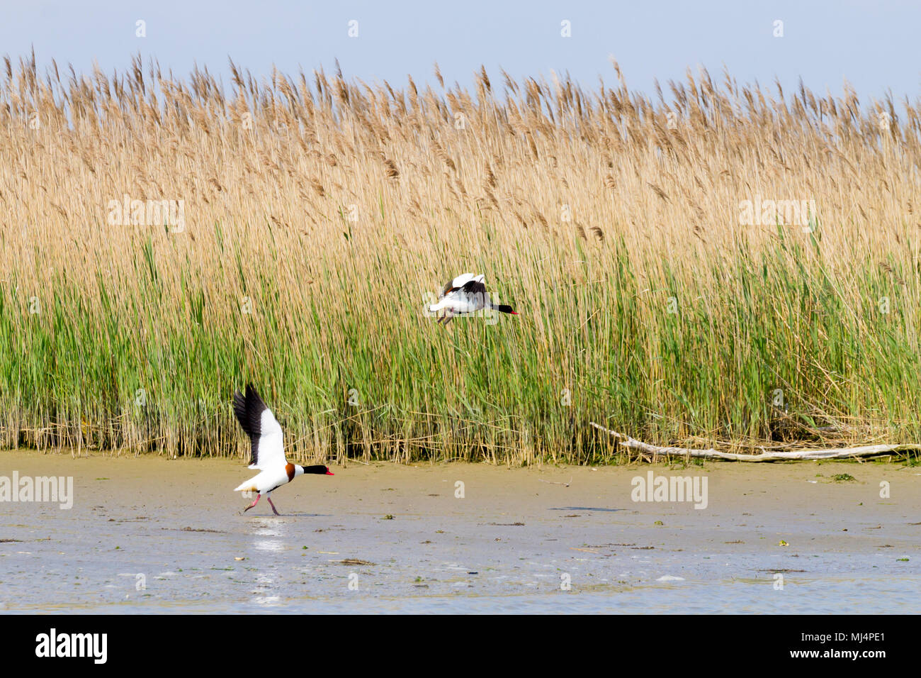 Shelduck comune vicino fino dal fiume Po laguna, Italia. Per gli uccelli migratori. Natura italiana Foto Stock