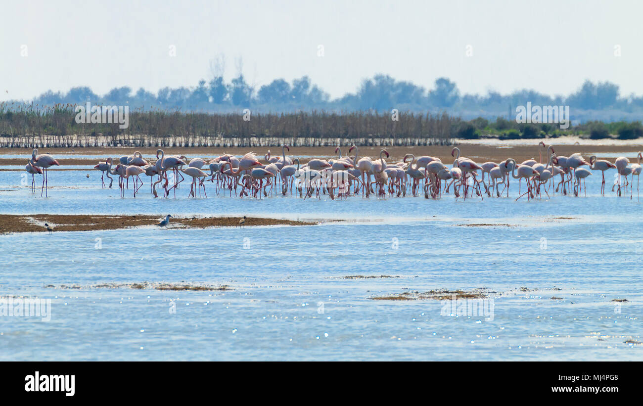 Stormo di fenicotteri rosa da "Delta del Po' laguna, Italia. Panorama della natura Foto Stock
