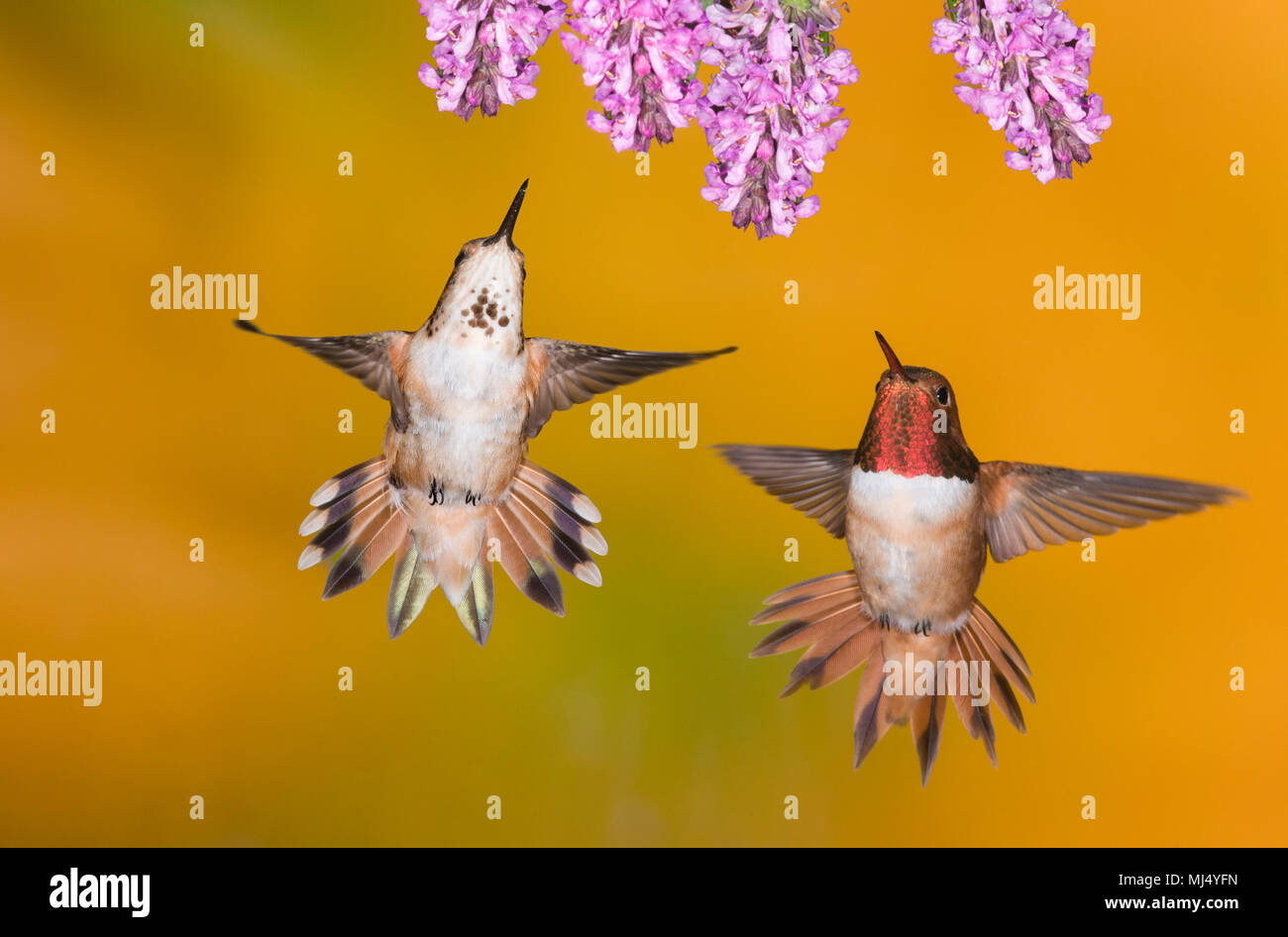 Hummingbird, Rufous, maschio e femmina, British Columbia, Canada Foto Stock