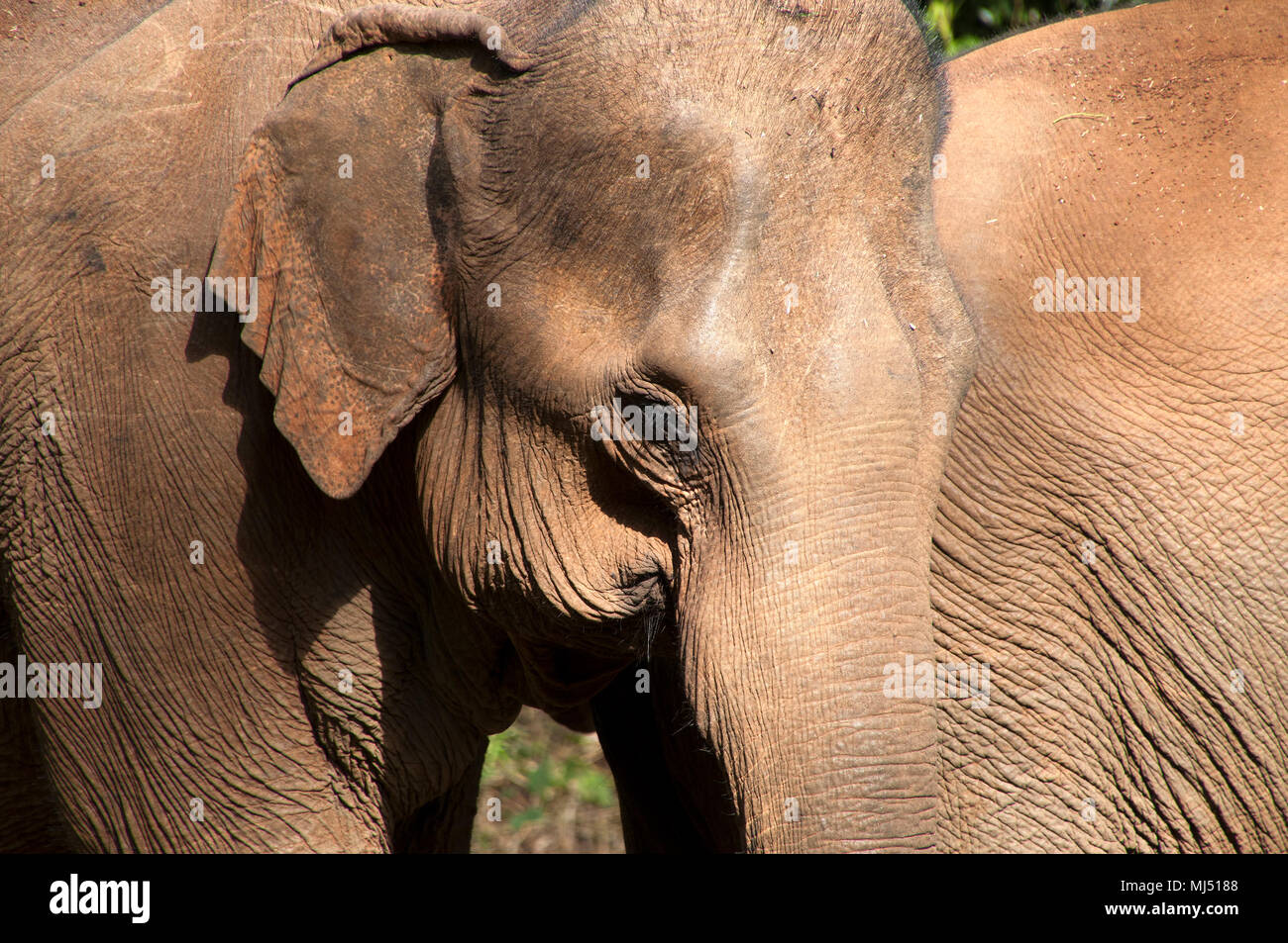 Sen Monorom Cambogia, close up di elefante asiatico di testa e rughe Foto Stock