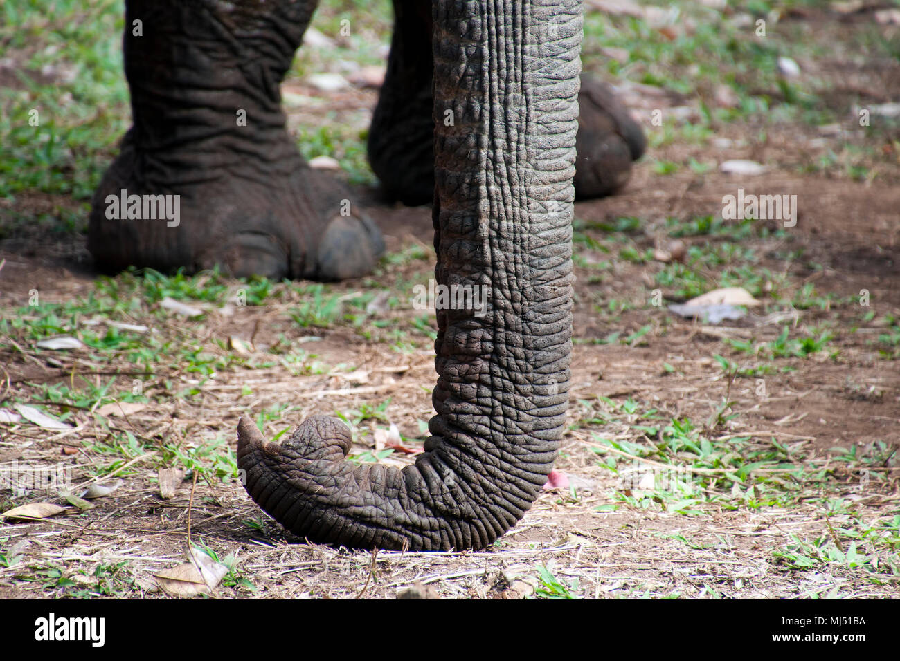 Sen Monorom Cambogia, dettaglio di elephant trunk Foto Stock