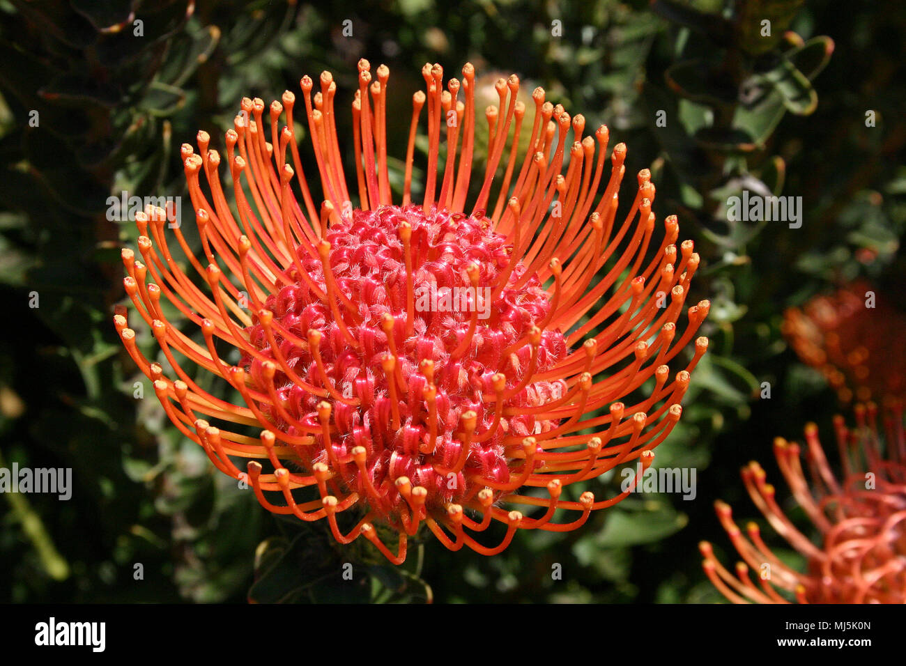 Primo piano della crescita dei fiori del cuscino del perno (leucospermum cordifolium) Foto Stock