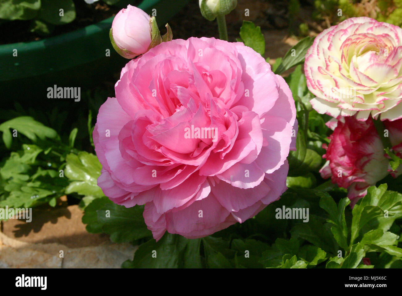 PRIMO PIANO DI ROSA RANUNCULUS FIORE Foto Stock