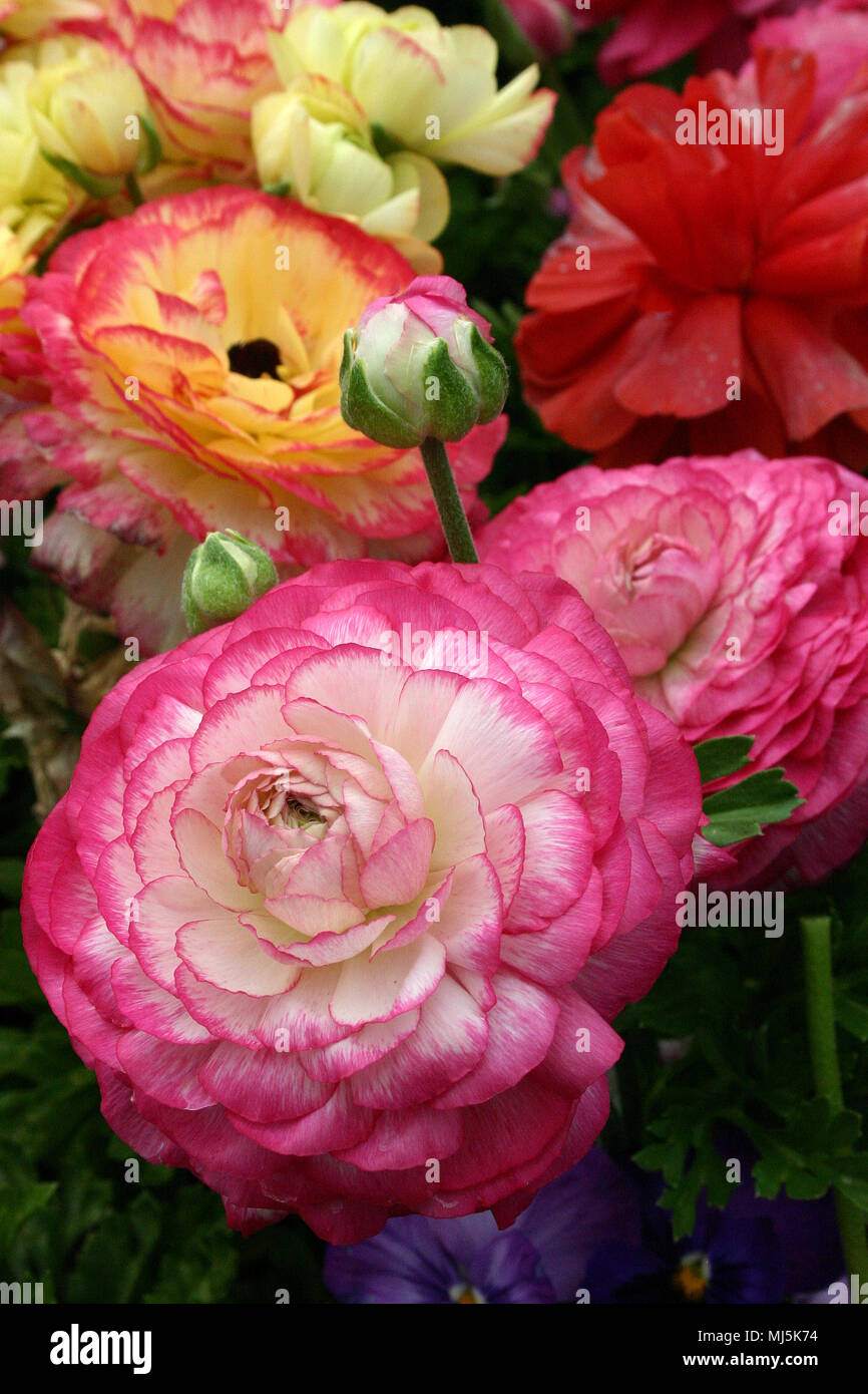 FIORI ROSA BORDATO DI RANUNCULUS Foto Stock