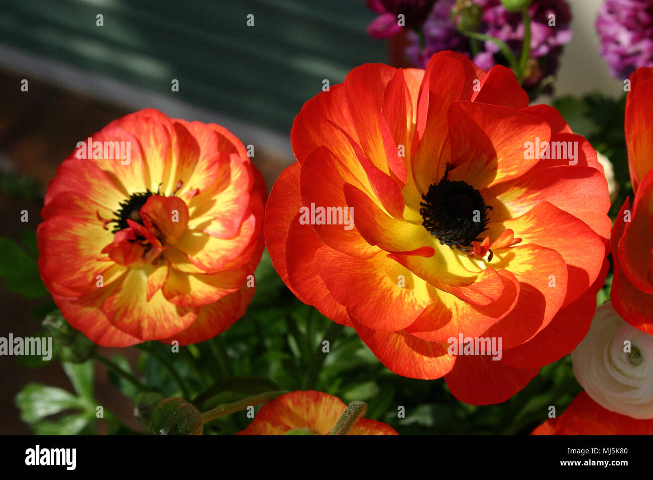 FIORI DI RANUNCULUS ARANCIONE PROFONDO Foto Stock