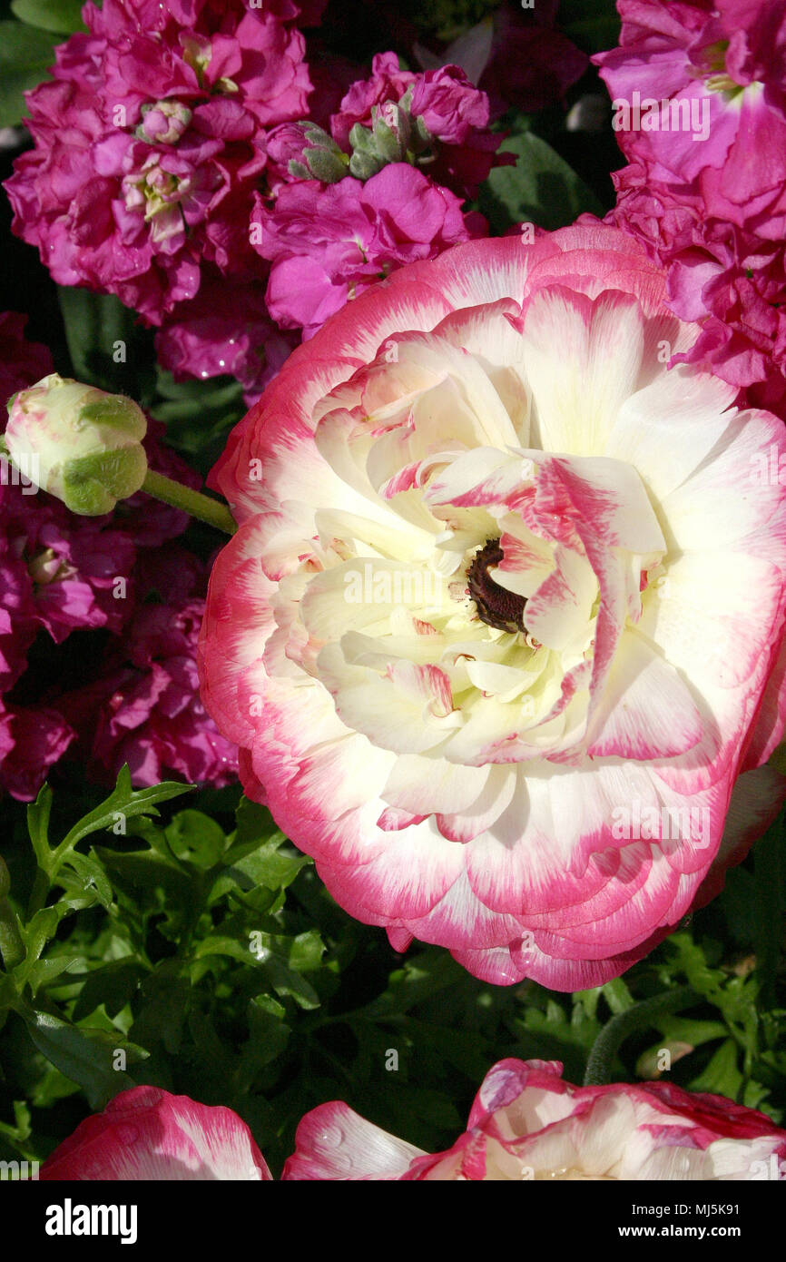 ROSA E BIANCO RANUNCULUS FIORE Foto Stock