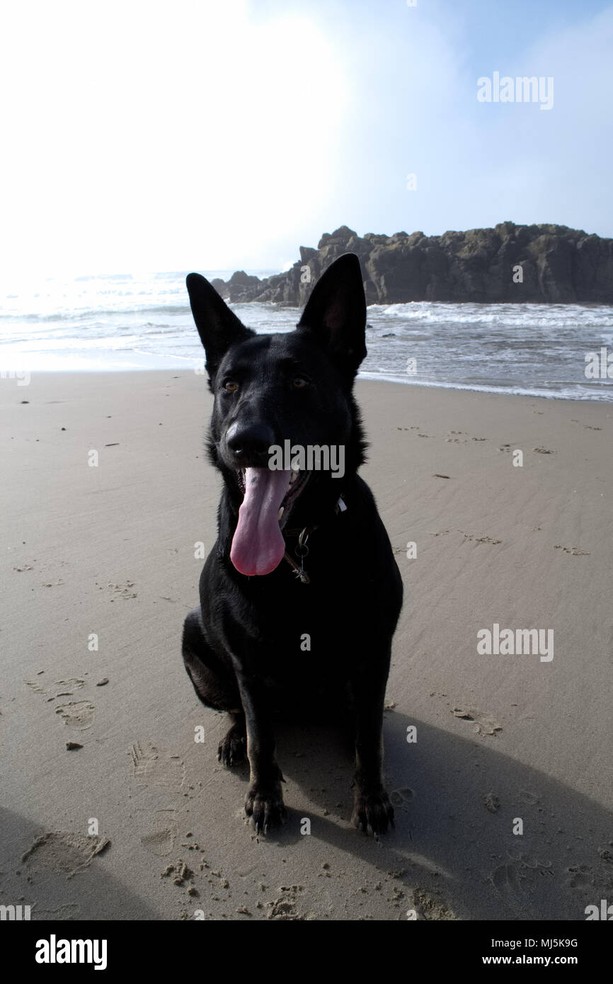 Dog Days in spiaggia Foto Stock