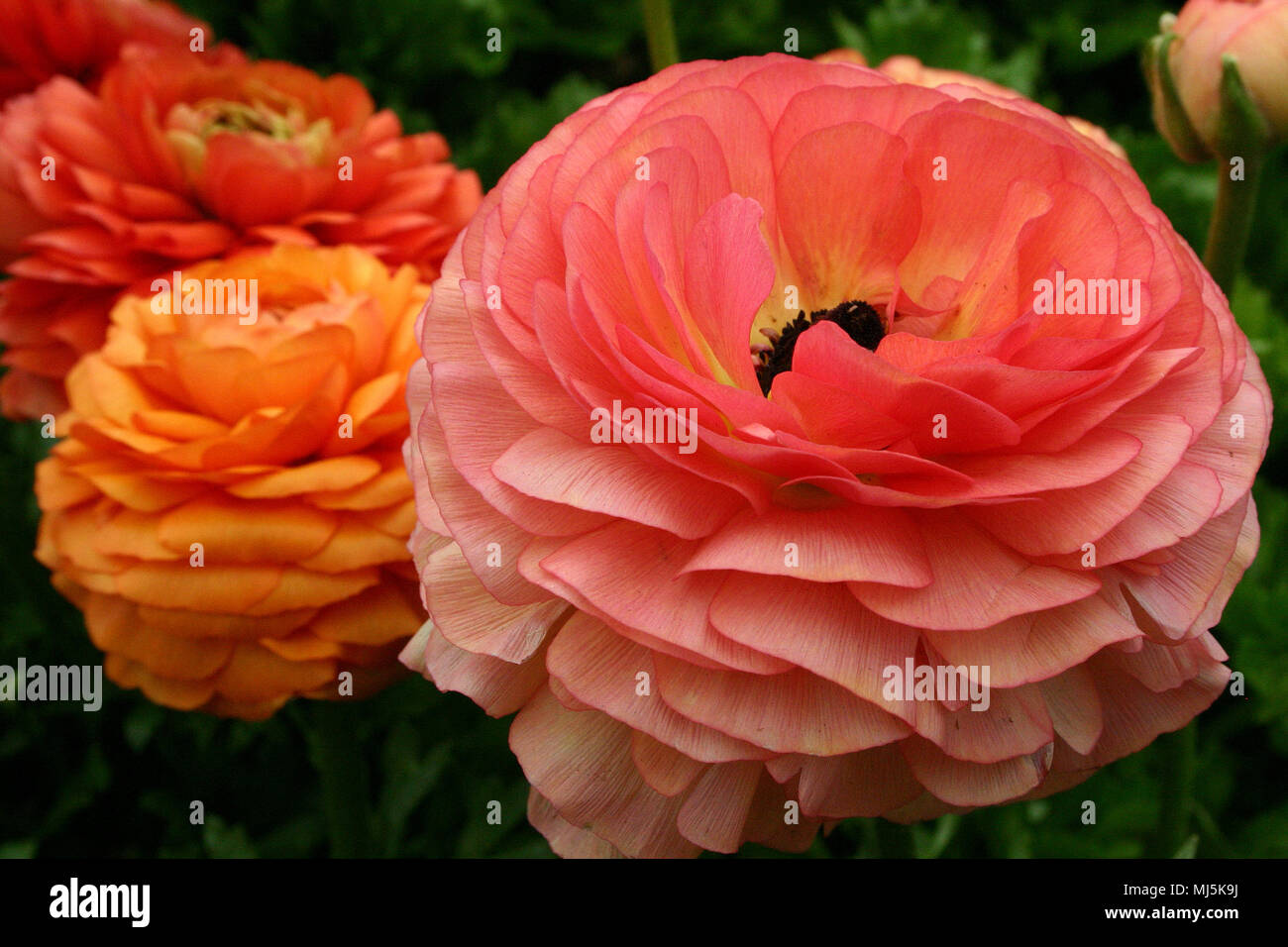 RANUNCULUS FIORI IN FIORE. Foto Stock