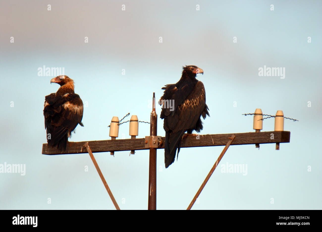 Due cuneo-tailed eagles seduto su un palo di potenza. Il cuneo-tailed eagle o bunjil (Aquila audax) è il più grande rapace dell Australia. Foto Stock