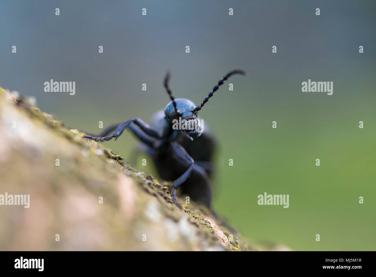 L'olio nero beetle (Meloe proscarabaeus) femmina preening. Coleottero europeo nella famiglia Meloidae, un nido parassita solitaria di api Foto Stock
