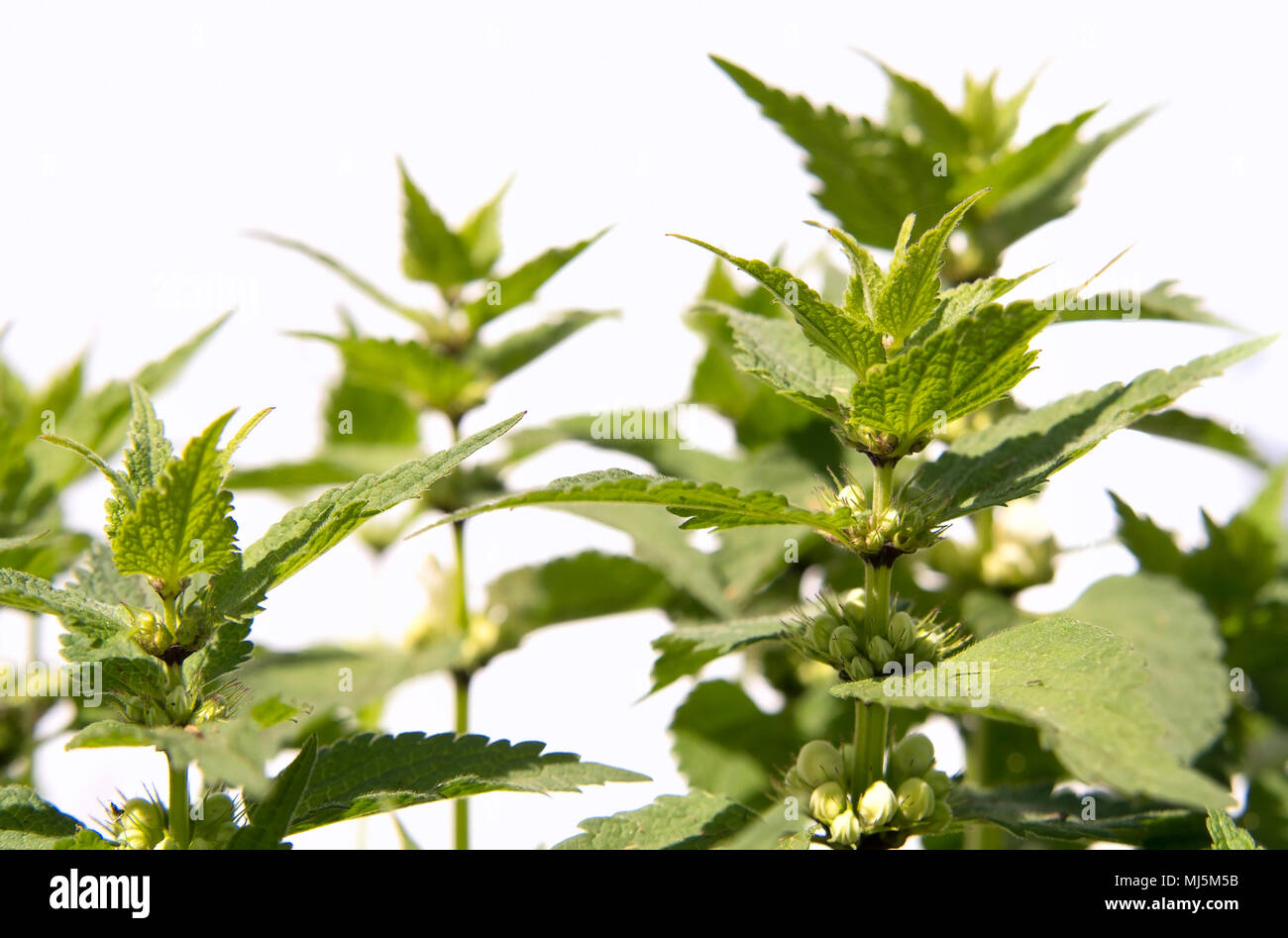 Urtica urens (Ortica) impianto isolato su sfondo bianco Foto Stock