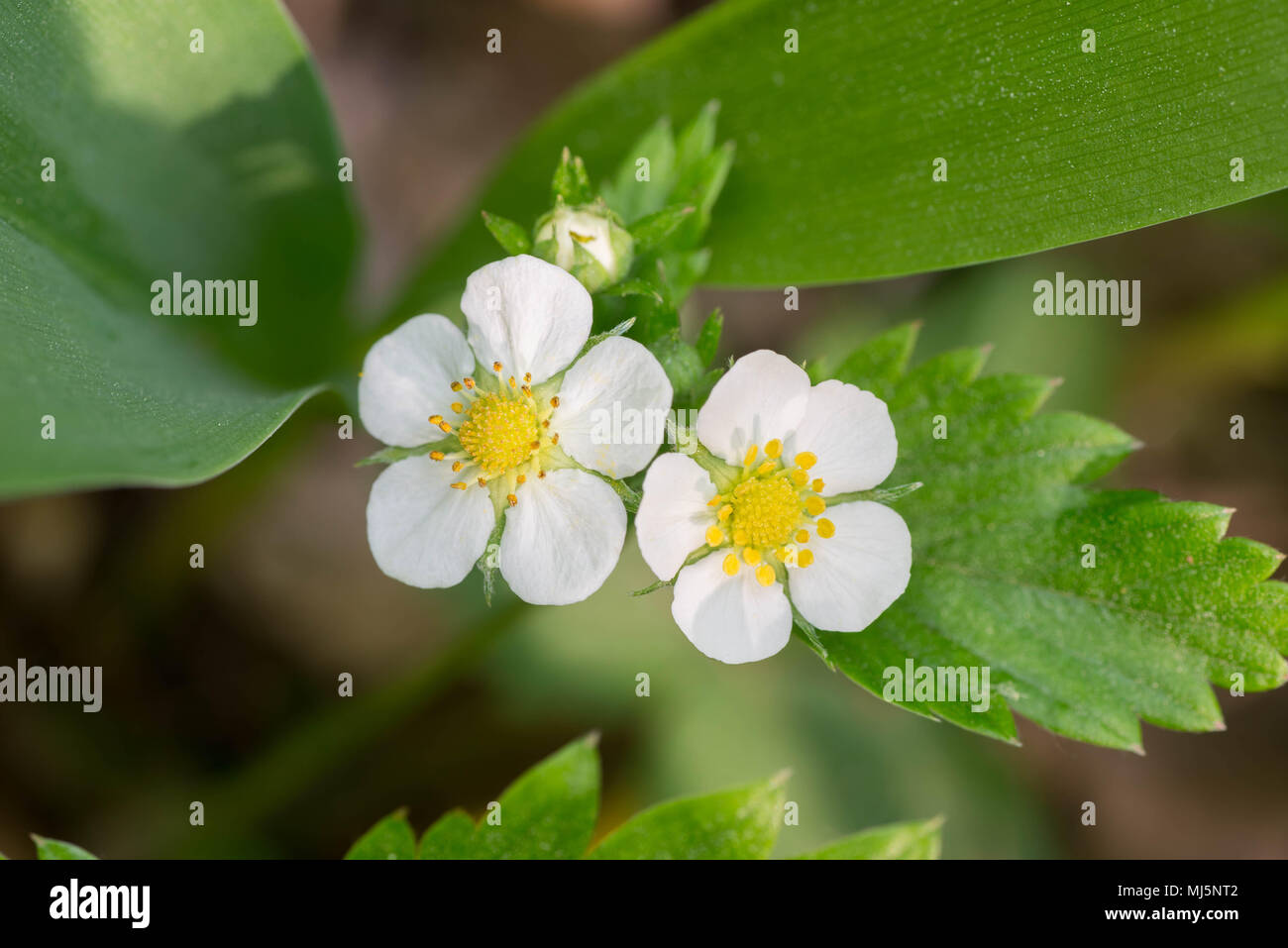 Fragoline di bosco fiori closeup Foto Stock