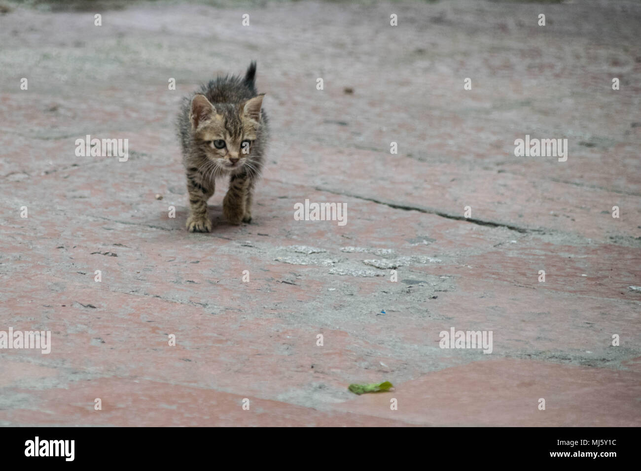Feral gattino nella città portuale di Kotor, Montenegro, Settembre 2017 Foto Stock