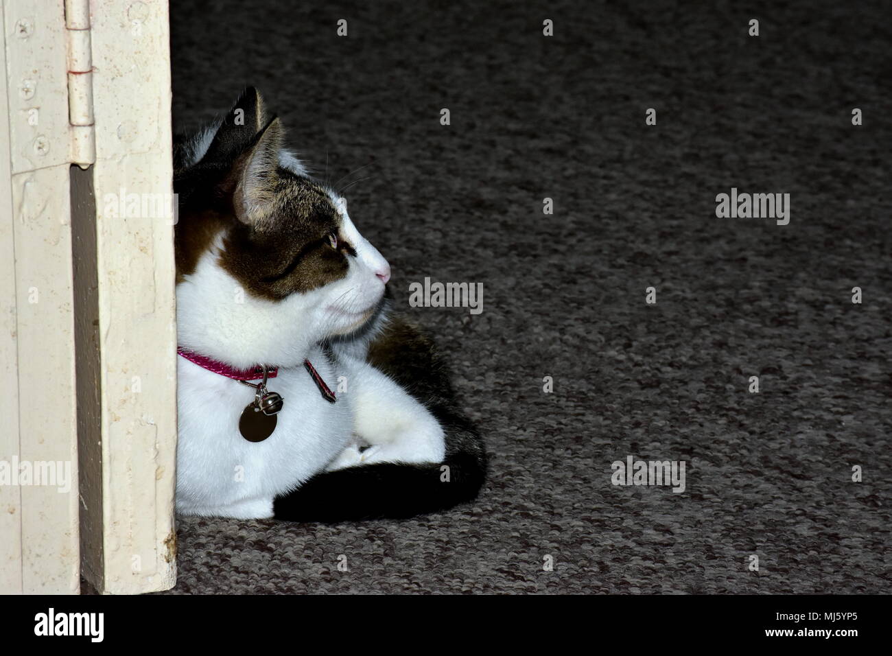 Tabby cat named Furby. Foto Stock