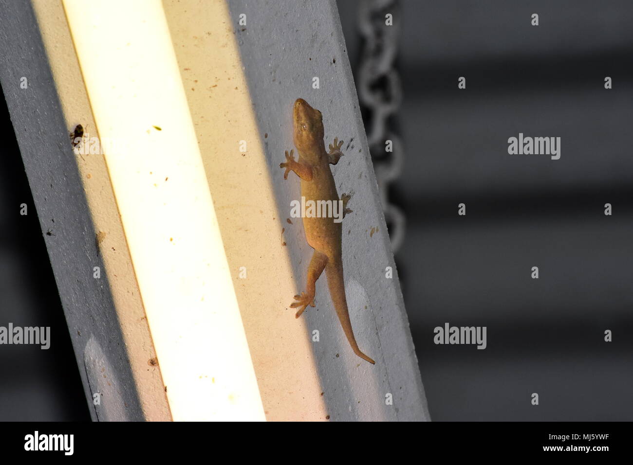 Geco su una luce. Foto Stock