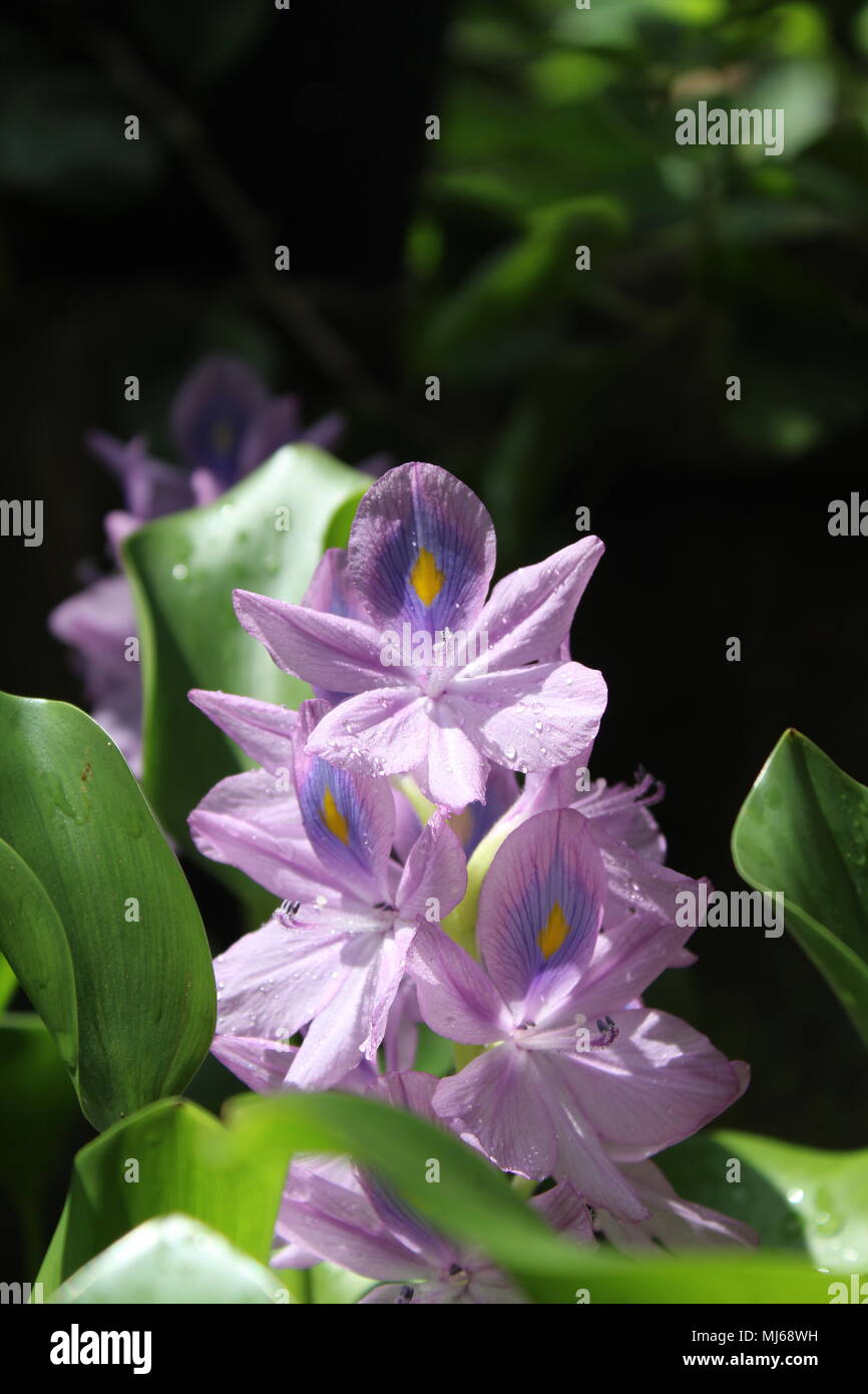 Fiori viola - crassipi di Eichhornia (Mart.) Solms, Famiglia - Pontederiaceae, genere - Eichhornia, nomi comuni: Lilla-diavolo, giacinto d'acqua Foto Stock