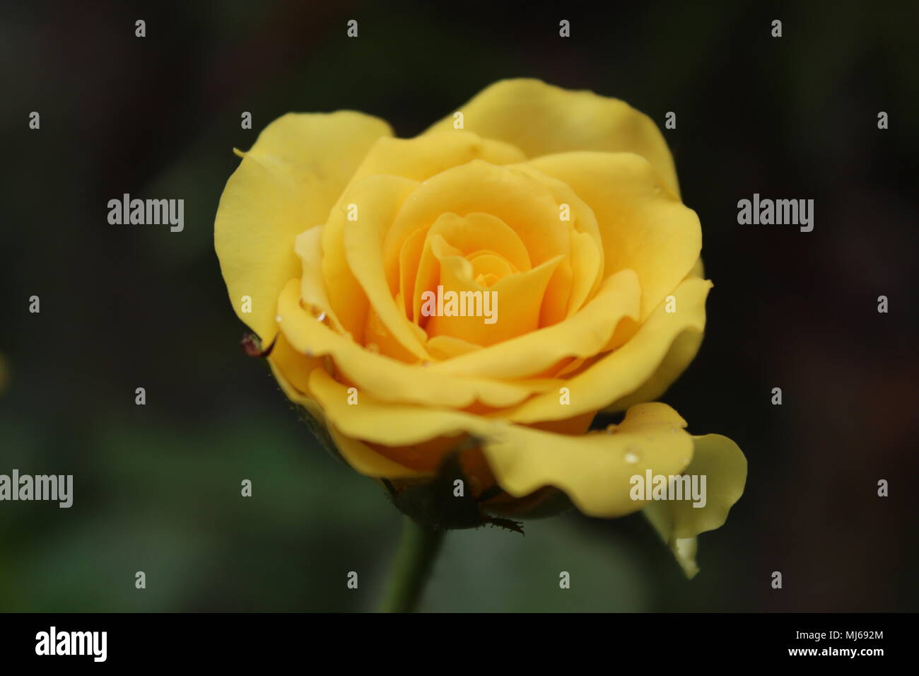 Romantic Unique Yellow Rose - specie: Rosa chinensis Jacq., Famiglia: Rosaceae, genere: Rosa, nomi comuni: Rosa bengala, rosa cinese, rosa cinese Foto Stock