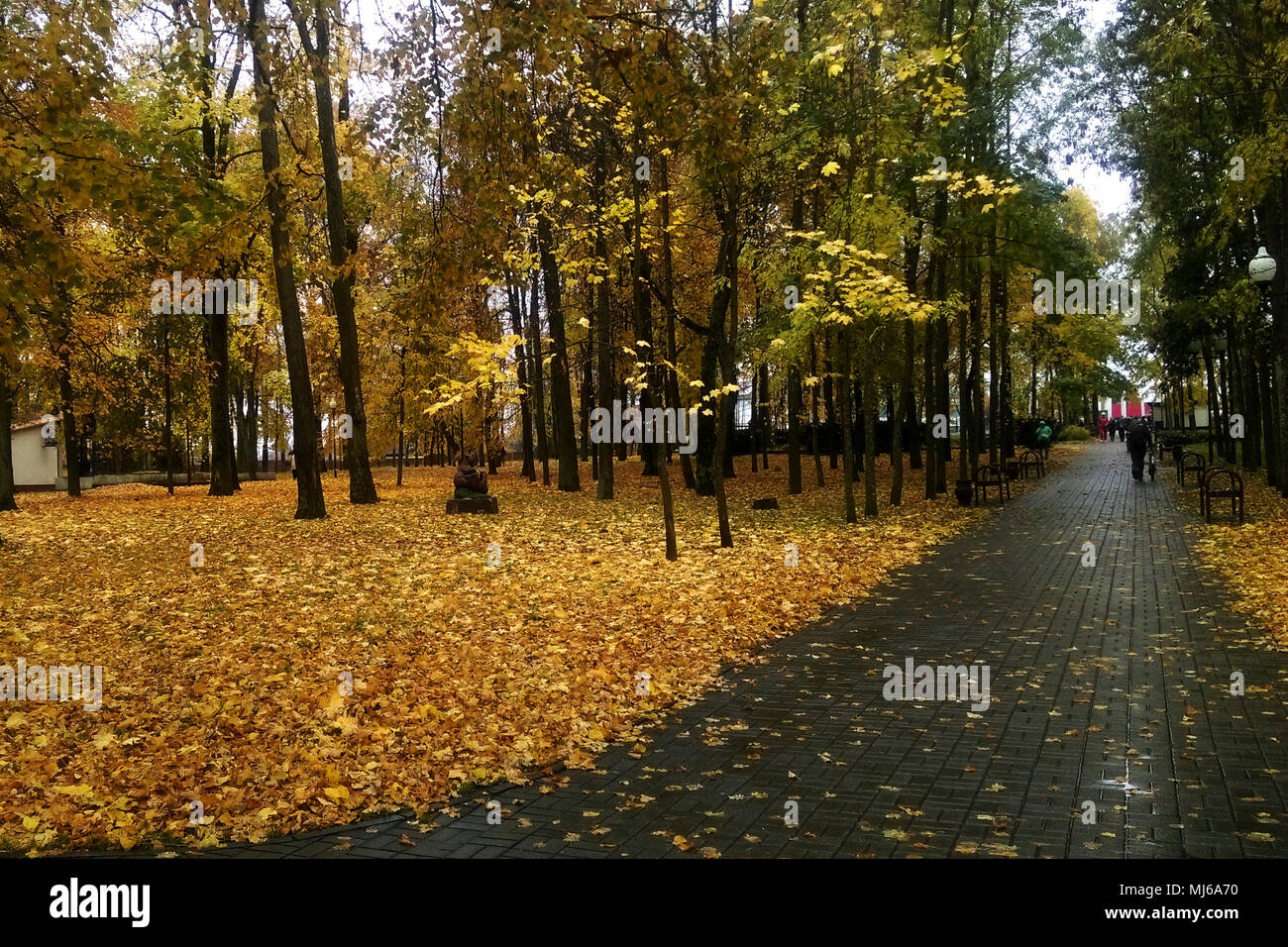 L'inizio dell'Autunno nel parco, molte foglie cadute a terra. Foto Stock