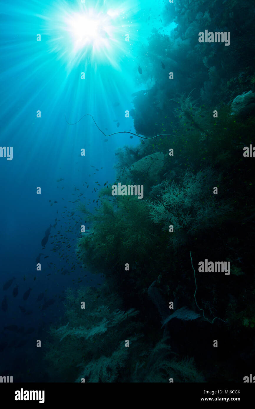 Una raggiera di luci la parete del reef in chiare e calde acque di Raja Ampat, Indonesia Foto Stock