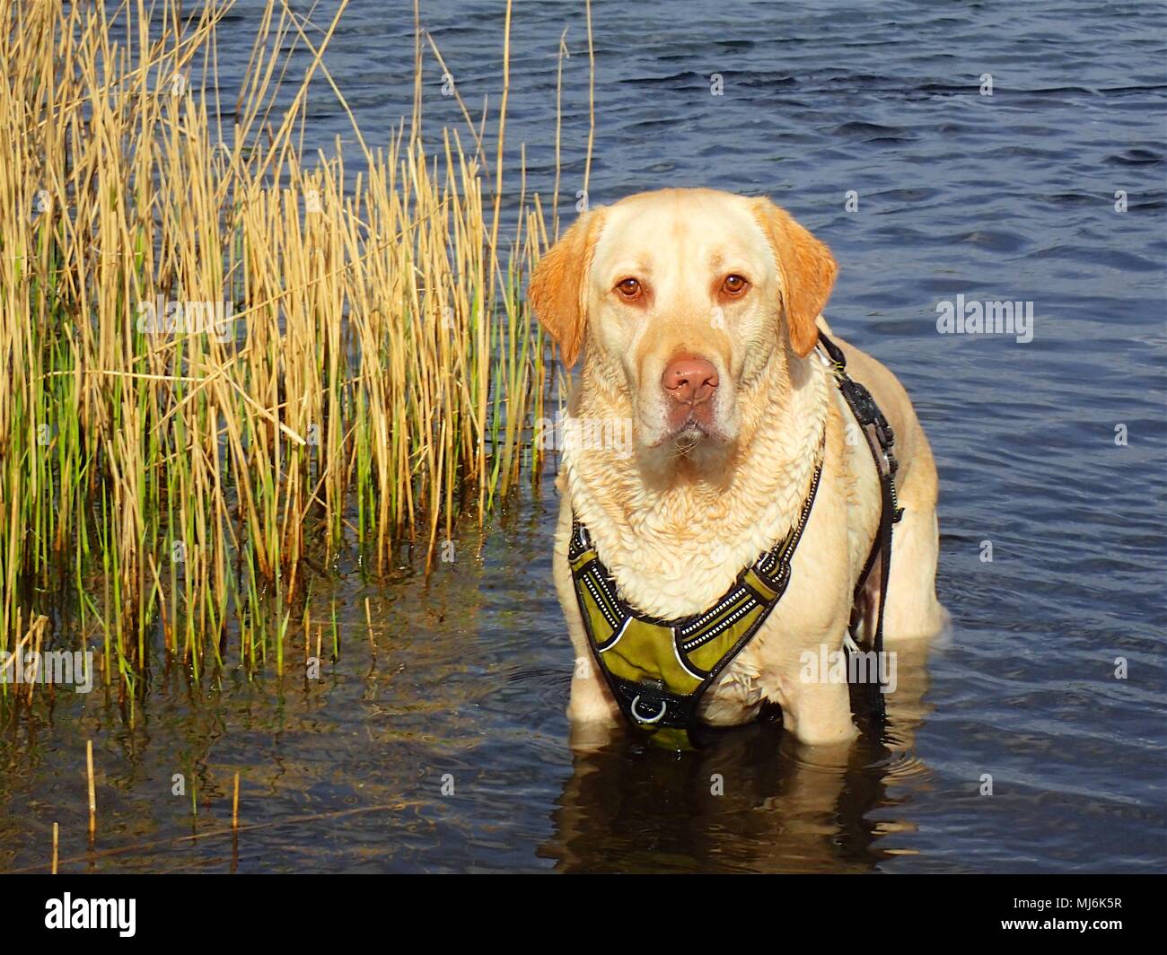 Beautiful golden labrador il raffreddamento nel lago Foto Stock