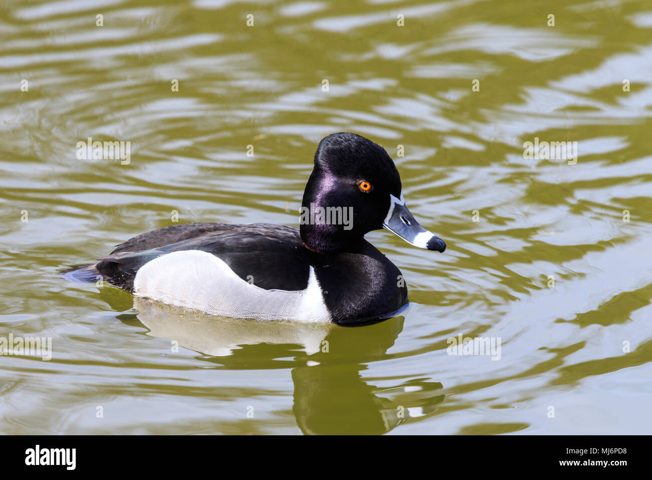 Maschi di anatra Ring-Necked su un lago canadese Foto Stock