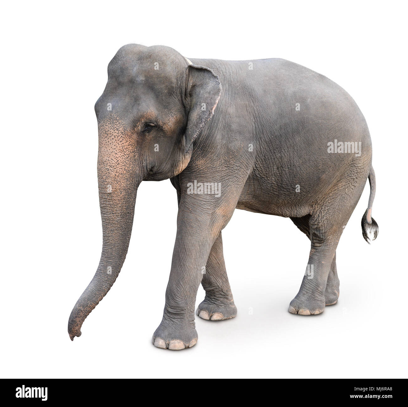 L'elefante indiano isolato su bianco Foto Stock