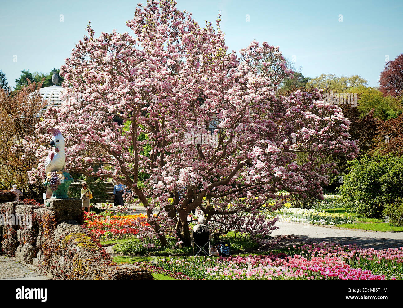 Monaco di Baviera, Germania - 20 Aprile 2018 - primavera al giardino botanico di Monaco di Baviera. Il giardino botanico fu creato nel 1914 e coltiva circa 14.000 speci Foto Stock