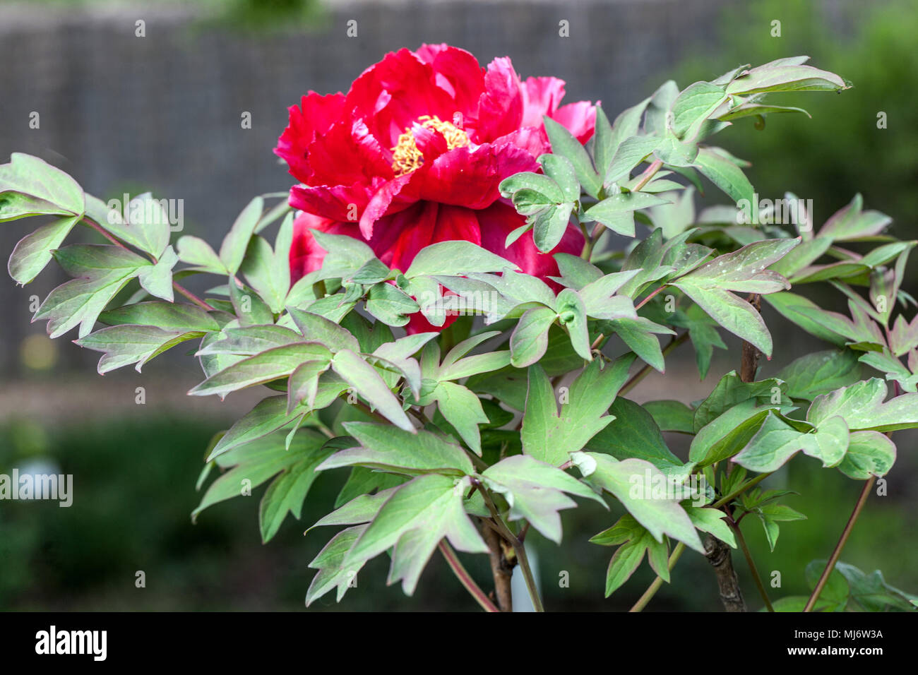 Paeonia suffruticosa ' Taiyo ', ponia rossa giapponese in piena fioritura Foto Stock